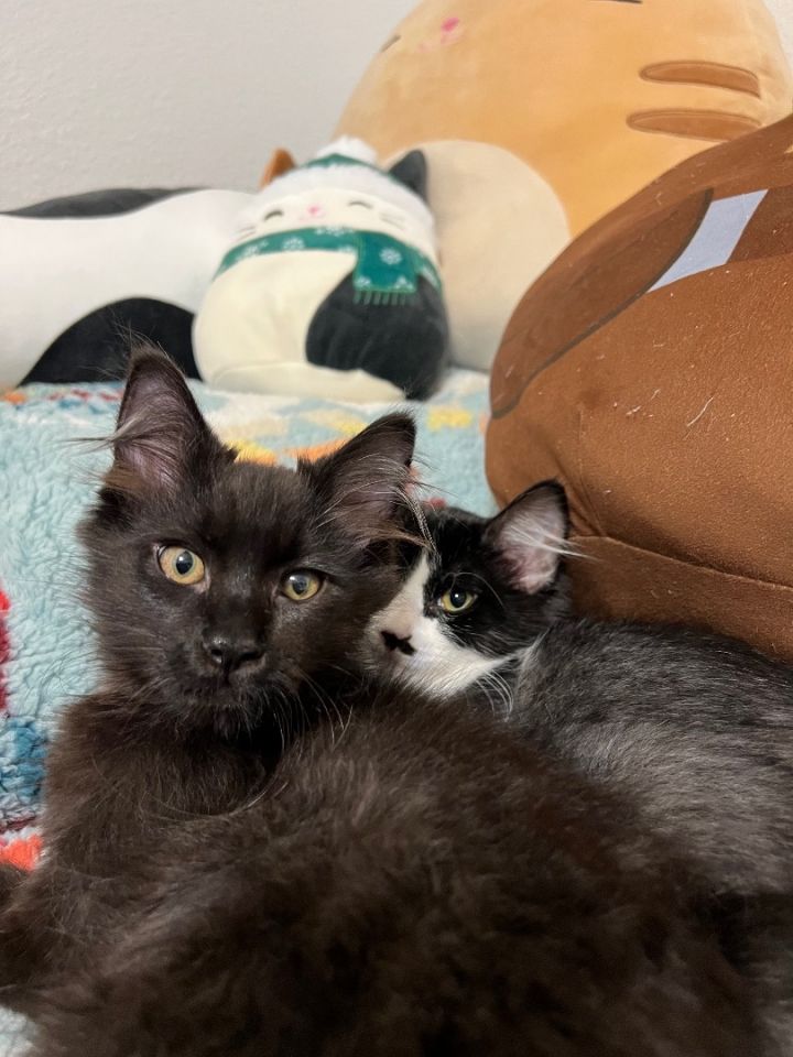 Lucas and Gabriela INDOOR ONLY , an adoptable Domestic Medium Hair in Stockton, CA_image-1