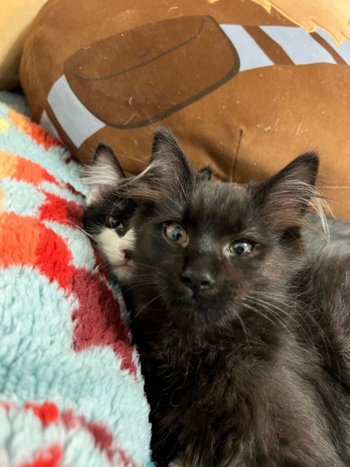 Lucas and Gabriela INDOOR ONLY , an adoptable Domestic Medium Hair in Stockton, CA_image-6