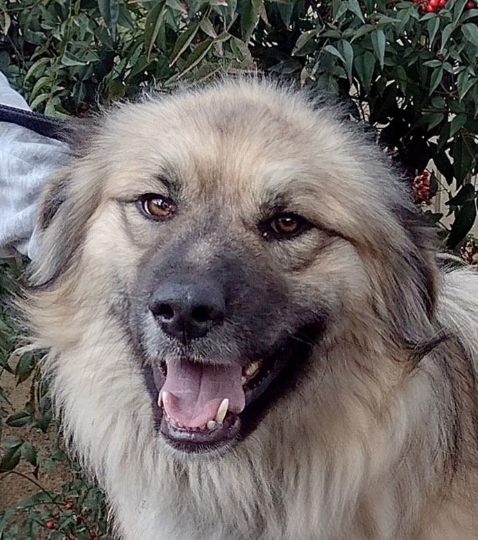 Anatolian german hot sale shepherd mix