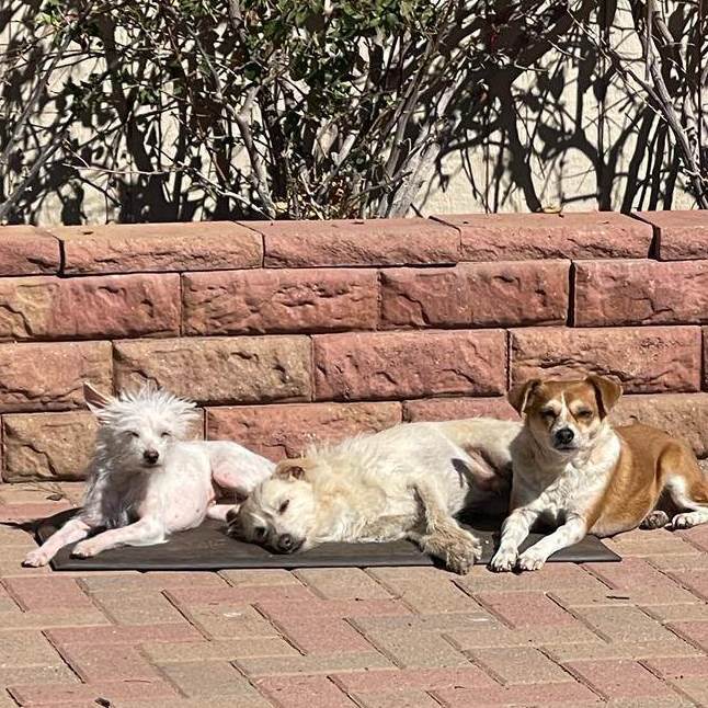 Precious, an adoptable Terrier Mix in Tucson, AZ_image-3