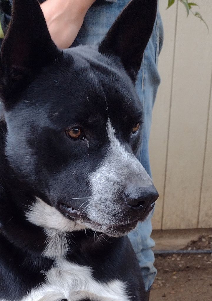 Akita australian sale cattle dog mix