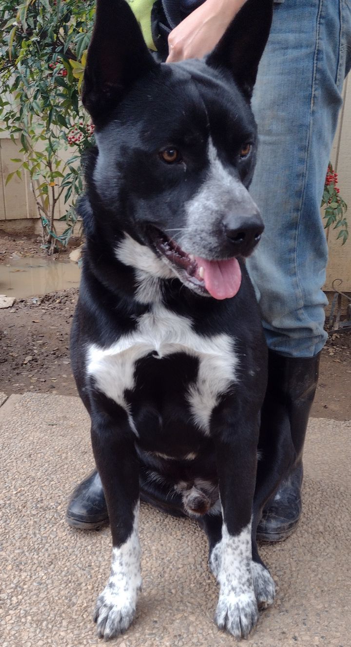 Akita red heeler store mix