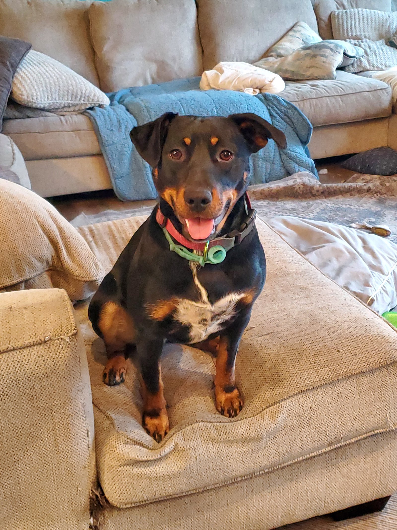 Pippi, an adoptable Terrier in Minneapolis, MN, 55412 | Photo Image 2