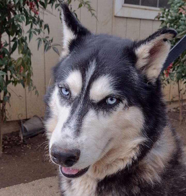 Siberian store husky x