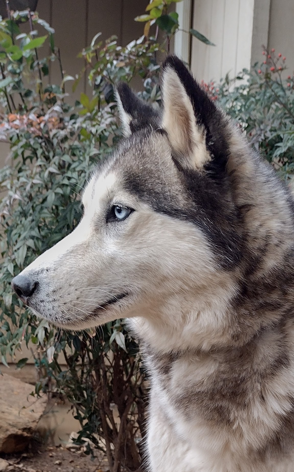 dogs husky mix