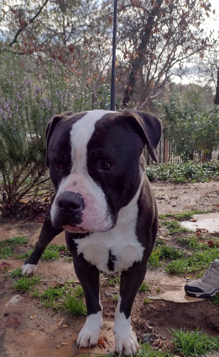 can a american staffordshire terrier and a boxer be friends