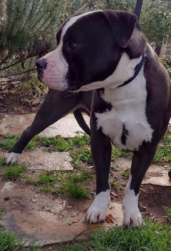 can a american staffordshire terrier and a boxer be friends