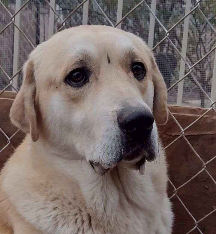 Great pyrenees hot sale yellow lab mix