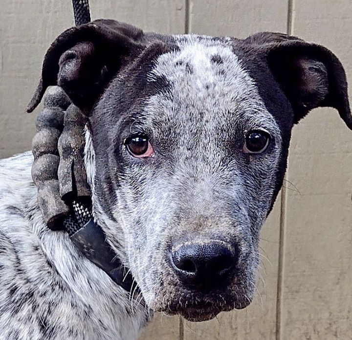 German shorthaired pointer hot sale and beagle mix