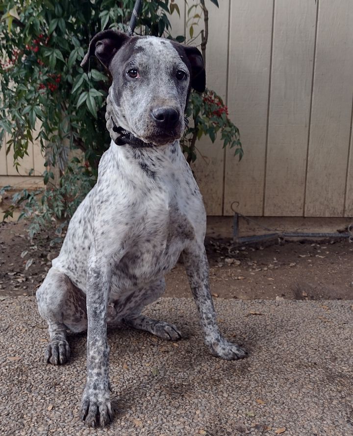 German shorthaired pointer and best sale beagle mix