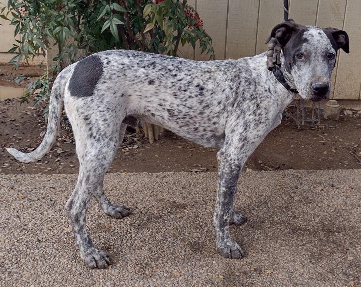 pointer terrier mix dog