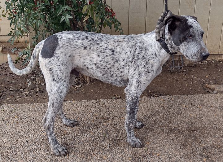 German shorthaired store pointer catahoula mix