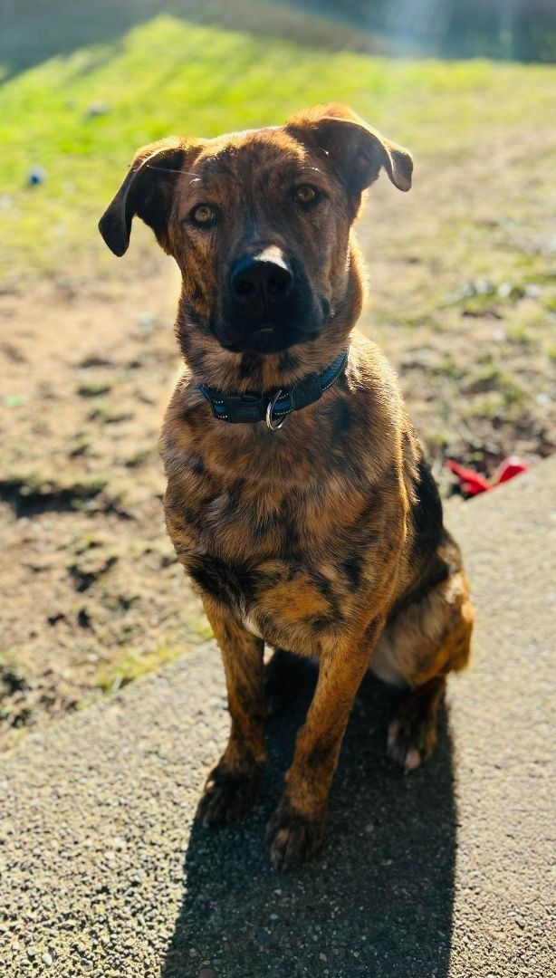 Pepsi, an adoptable Shepherd in Abbotsford, BC, V3G 2L5 | Photo Image 1