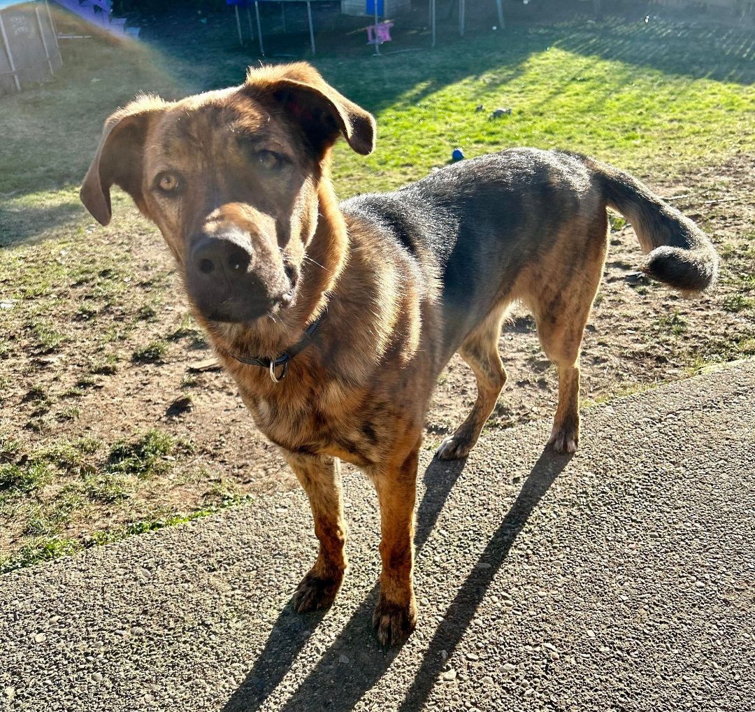 Pepsi, an adoptable Shepherd in Abbotsford, BC, V3G 2L5 | Photo Image 5