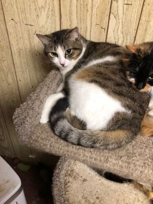 Darcy, Adult Female unknown