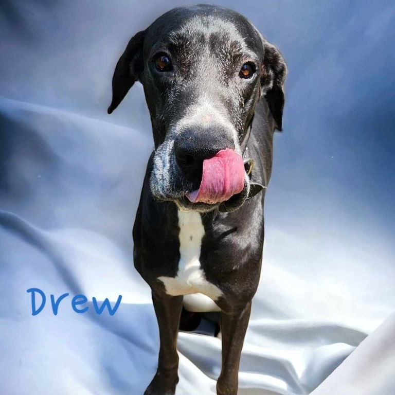 Drew , an adoptable Great Dane in Omaha, NE, 68134 | Photo Image 1