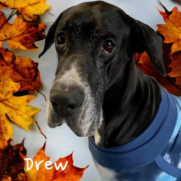 Drew , an adoptable Great Dane in Omaha, NE, 68134 | Photo Image 5