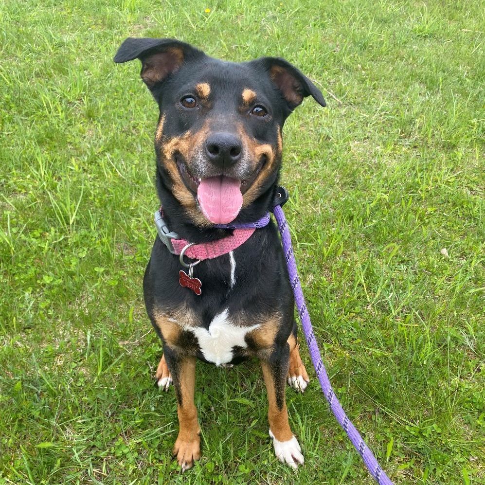 Dog for adoption Ace, a Mixed Breed in Allegan, MI Petfinder