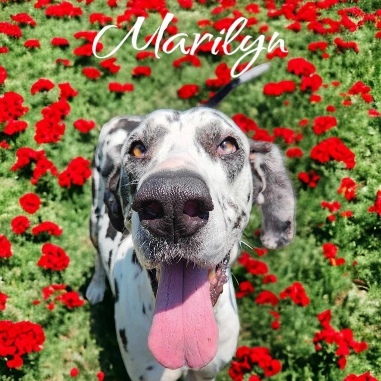 Marilyn , an adoptable Great Dane in Omaha, NE, 68134 | Photo Image 1