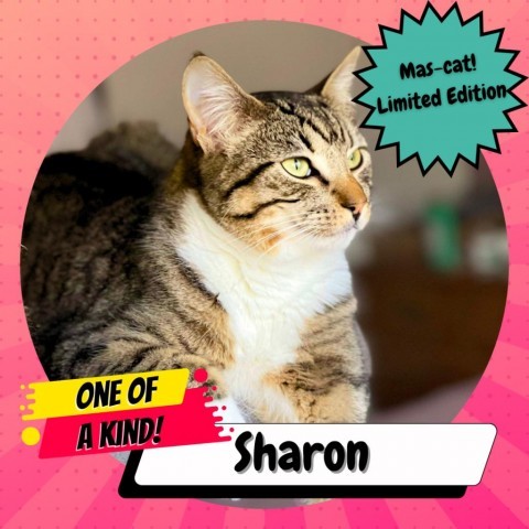 Sharon Hall, an adoptable Domestic Short Hair in Suisun City, CA_image-1
