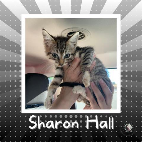 Sharon Hall 3