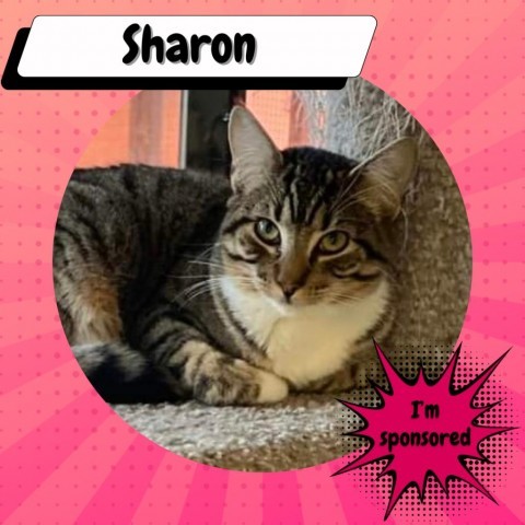 Sharon Hall 4
