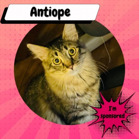 Antiope