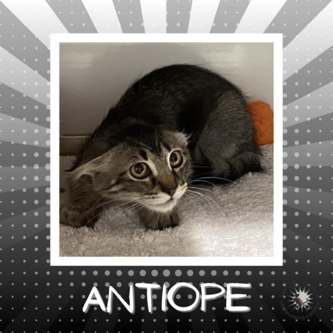 Antiope, an adoptable Domestic Medium Hair in Suisun City, CA_image-4