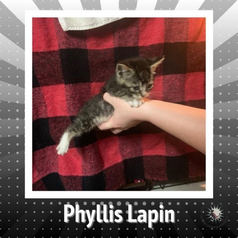 Phyllis Lapin 2