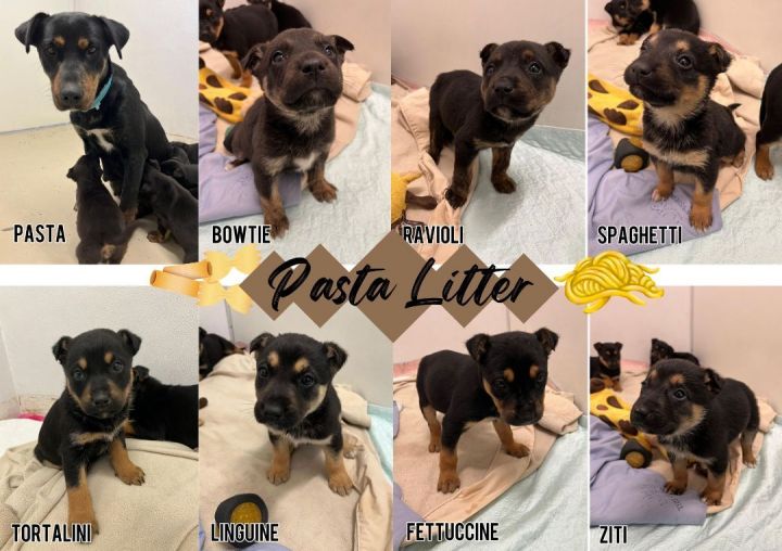 Pasta Litter, an adoptable Rottweiler & Black Labrador Retriever Mix in Dauphin, MB_image-2