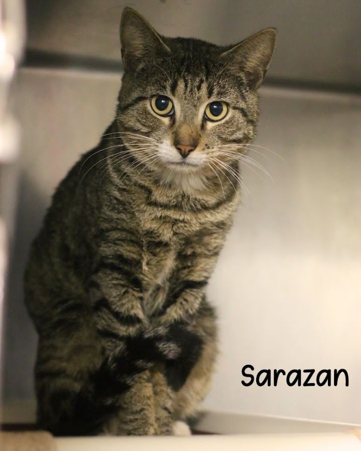 Sarazan, an adoptable Domestic Short Hair in Gautier, MS_image-3
