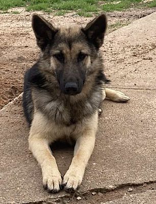 Amora, an adoptable German Shepherd Dog Mix in Brookshire, TX_image-2