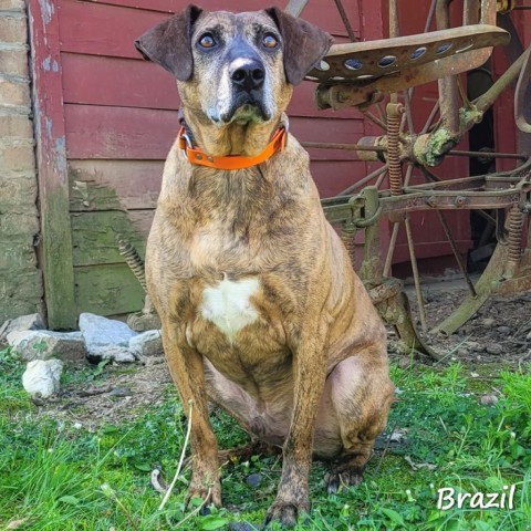 Brazil 2
