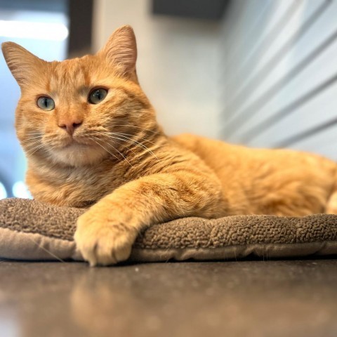 Archibald