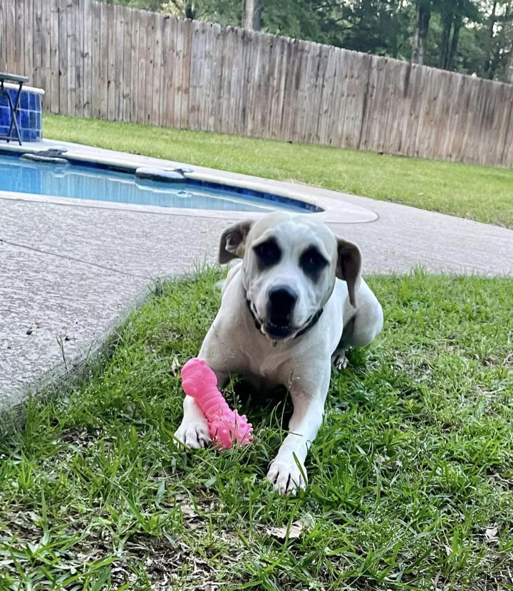 Dexter, an adoptable Terrier Mix in Tyler, TX_image-1
