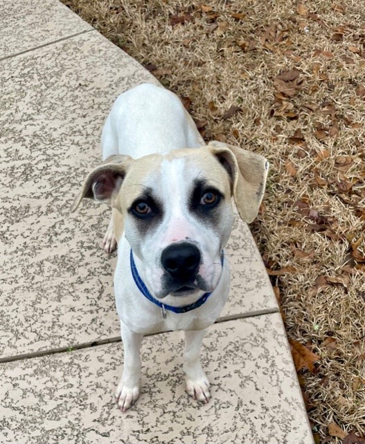 Dexter, an adoptable Terrier Mix in Tyler, TX_image-2
