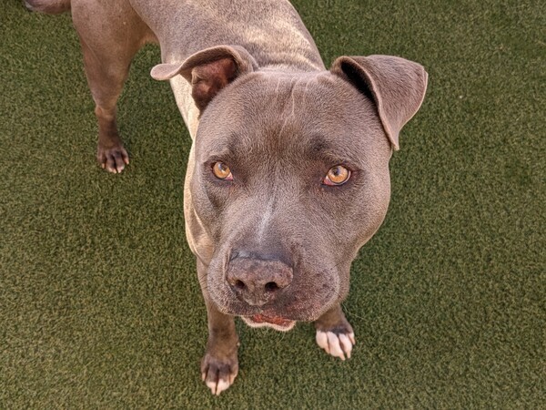 Smokey, an adoptable Pit Bull Terrier Mix in Oceanside, CA_image-2