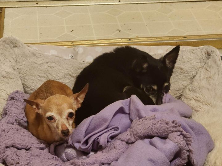 Itty Bitty and Suzie (Bonded pair), an adoptable Chihuahua in Unionville, CT_image-2