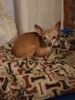 Itty Bitty and Suzie (Bonded pair) 4