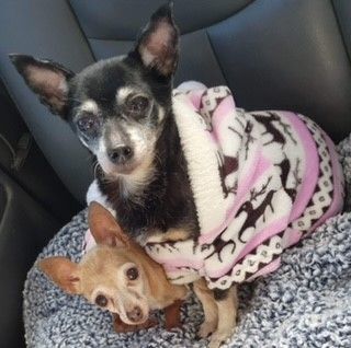 Itty Bitty and Suzie (Bonded pair), an adoptable Chihuahua in Unionville, CT_image-1