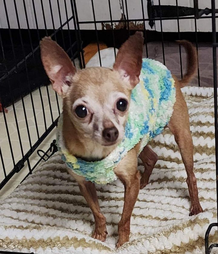 Itty Bitty and Suzie (Bonded pair), an adoptable Chihuahua in Unionville, CT_image-5