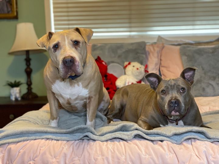 ~Cupcake and Boomer~, an adoptable American Staffordshire Terrier & American Bully Mix in West Hartford, CT_image-3