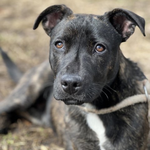 Flower, an adoptable Pit Bull Terrier Mix in Wadena, MN_image-6