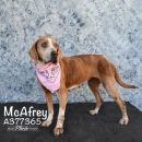 MCAFREY's profile on Petfinder.com