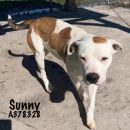 SUNNY's profile on Petfinder.com