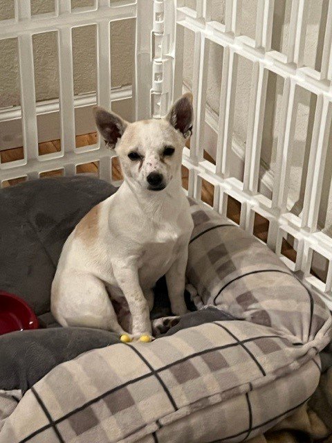 Cash (DOB 7/25/2022), an adoptable Chihuahua in Colorado Springs, CO, 80911 | Photo Image 2