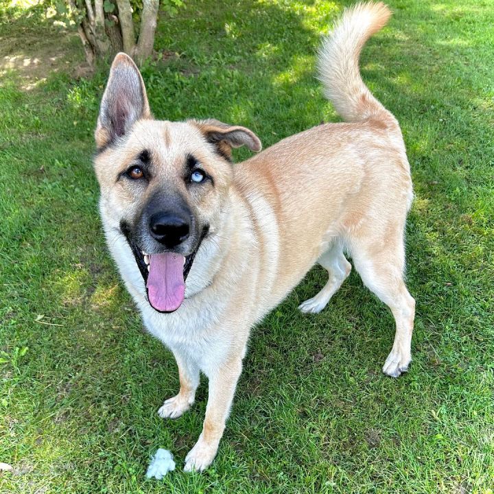 German shepherd mixed with best sale husky price