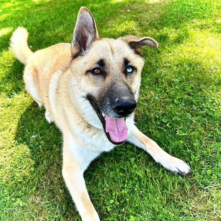 Siberian german best sale shepherd mix