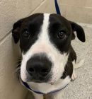 CHUNKY STEW's profile on Petfinder.com