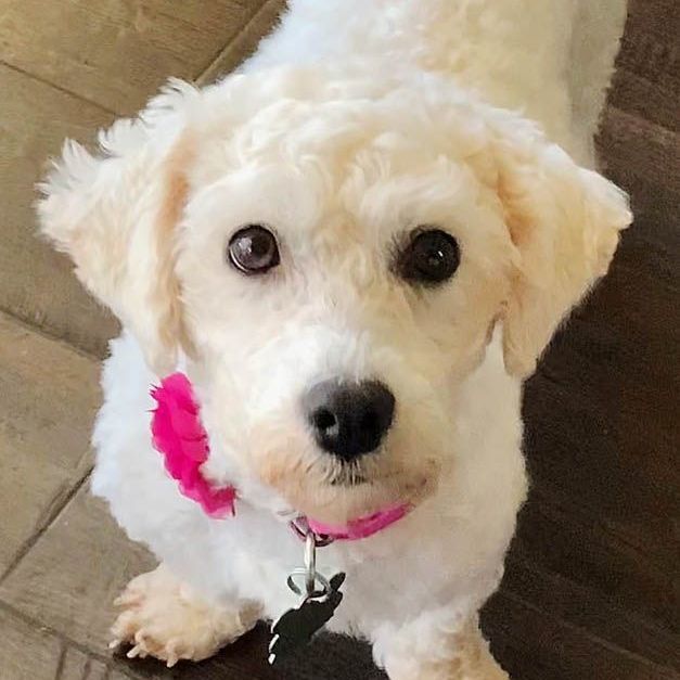 Marci, an adopted Bichon Frise in Oklahoma City, OK_image-1